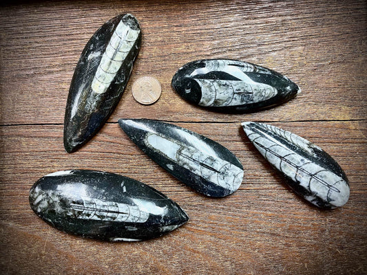 Orthoceras Specimen/Fossil