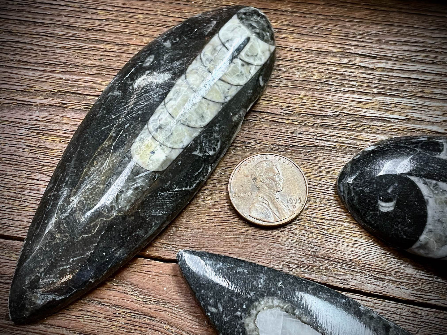 Orthoceras Specimen/Fossil