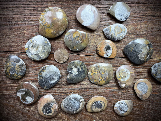 Small Ammonite Specimen/Fossil