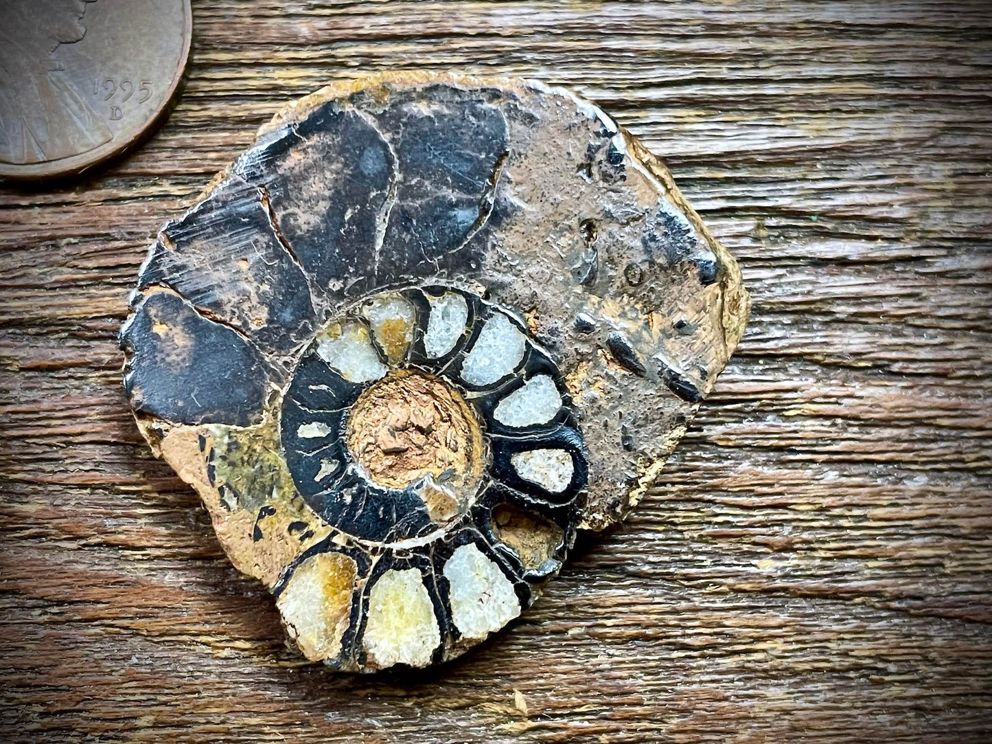 Small Ammonite Specimen/Fossil Pair