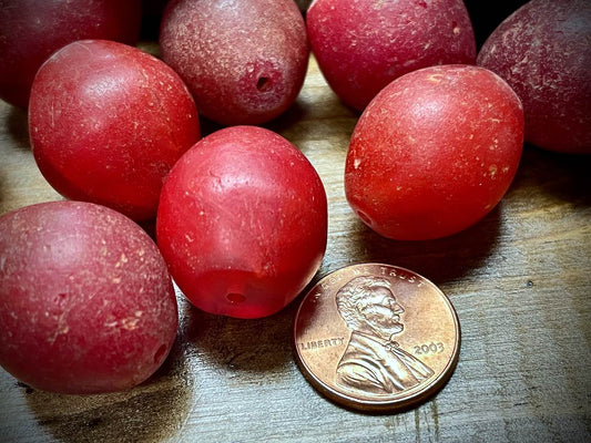 Ethiopian Tomato Glass Trade Bead—19mm x 23mm