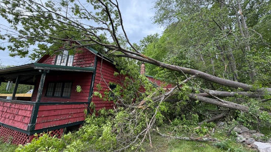 If a Tree Falls…