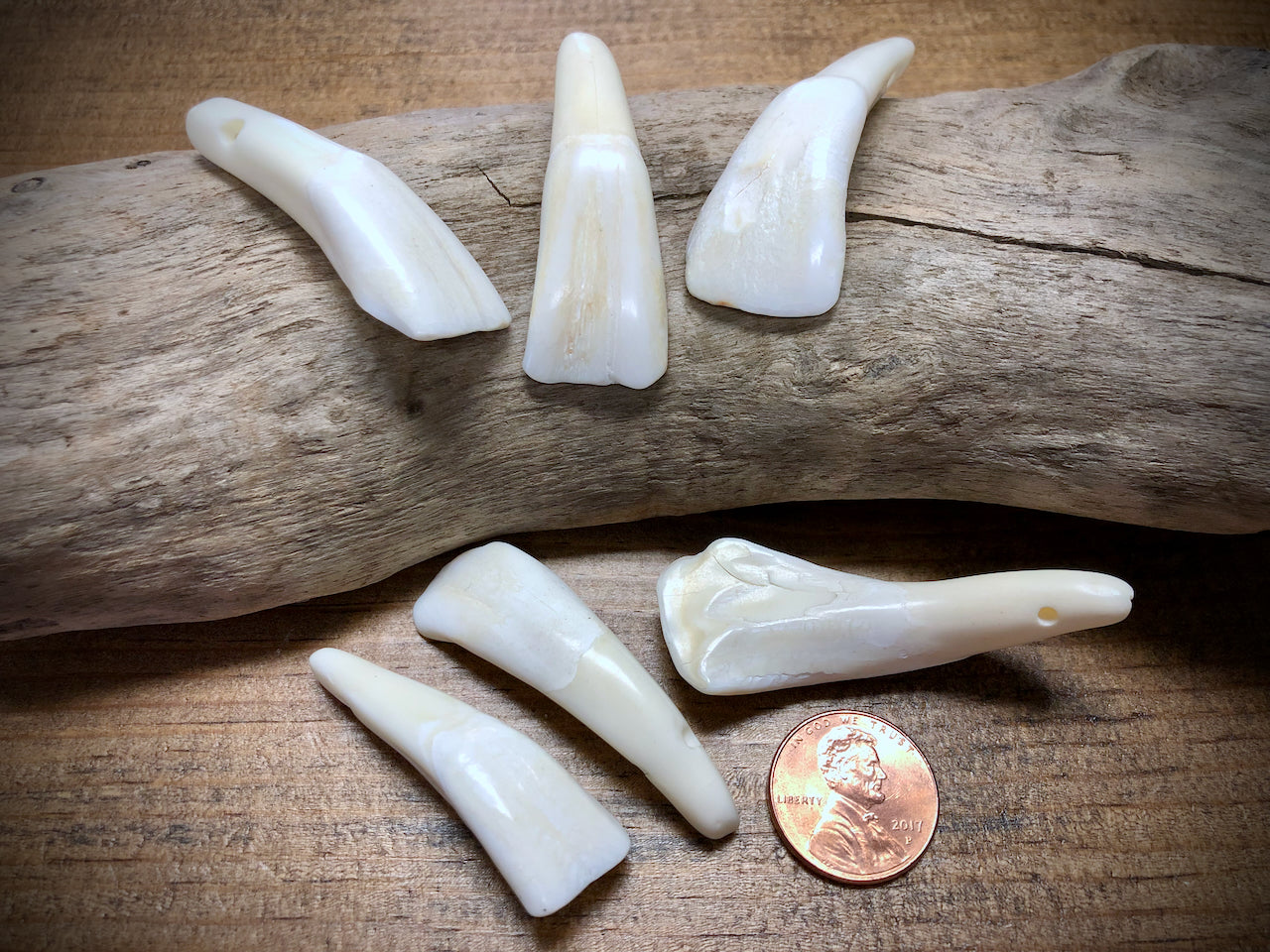 Antiqued Water Buffalo Tooth