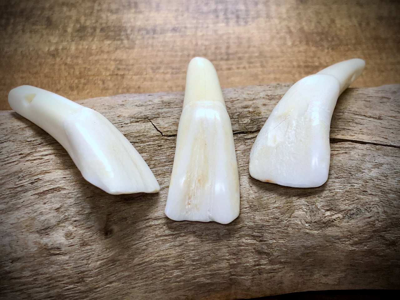 Antiqued Water Buffalo Tooth