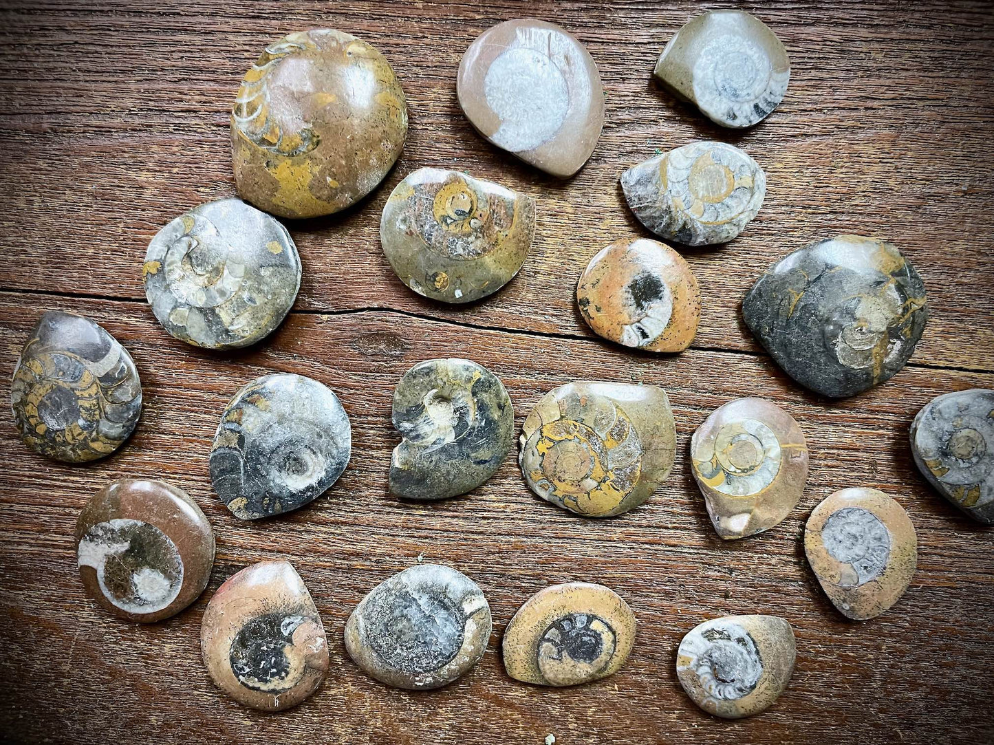 Small Ammonite Specimen/Fossil