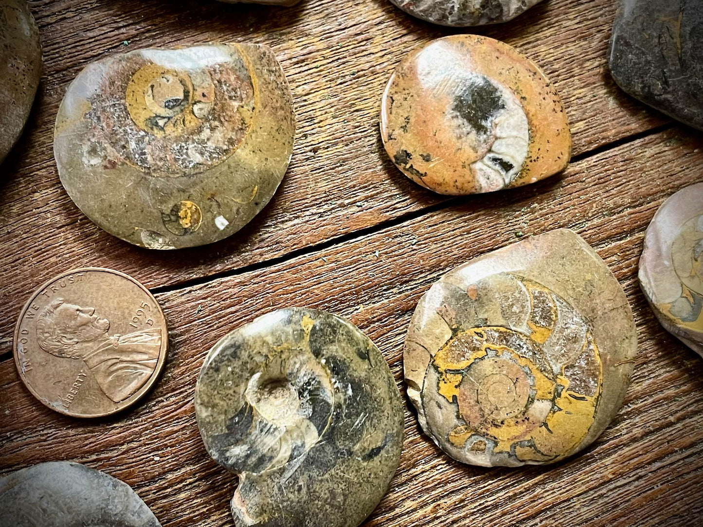 Small Ammonite Specimen/Fossil