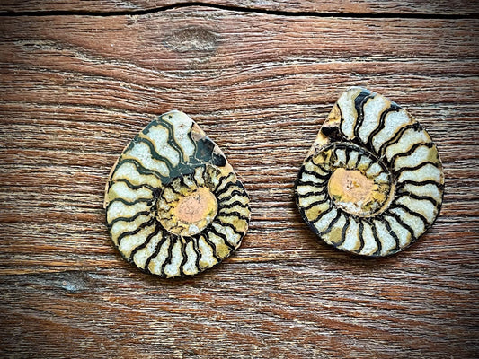 Small Ammonite Specimen/Fossil Pair
