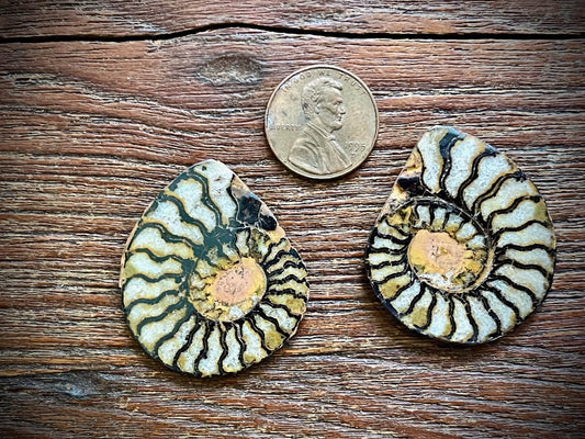 Small Ammonite Specimen/Fossil Pair