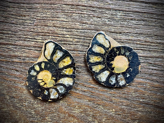Small Ammonite Specimen/Fossil Pair