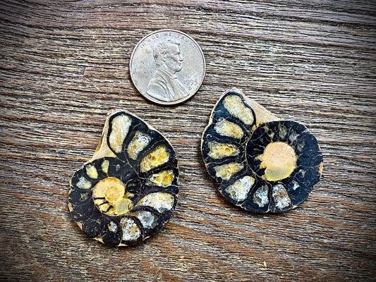 Small Ammonite Specimen/Fossil Pair