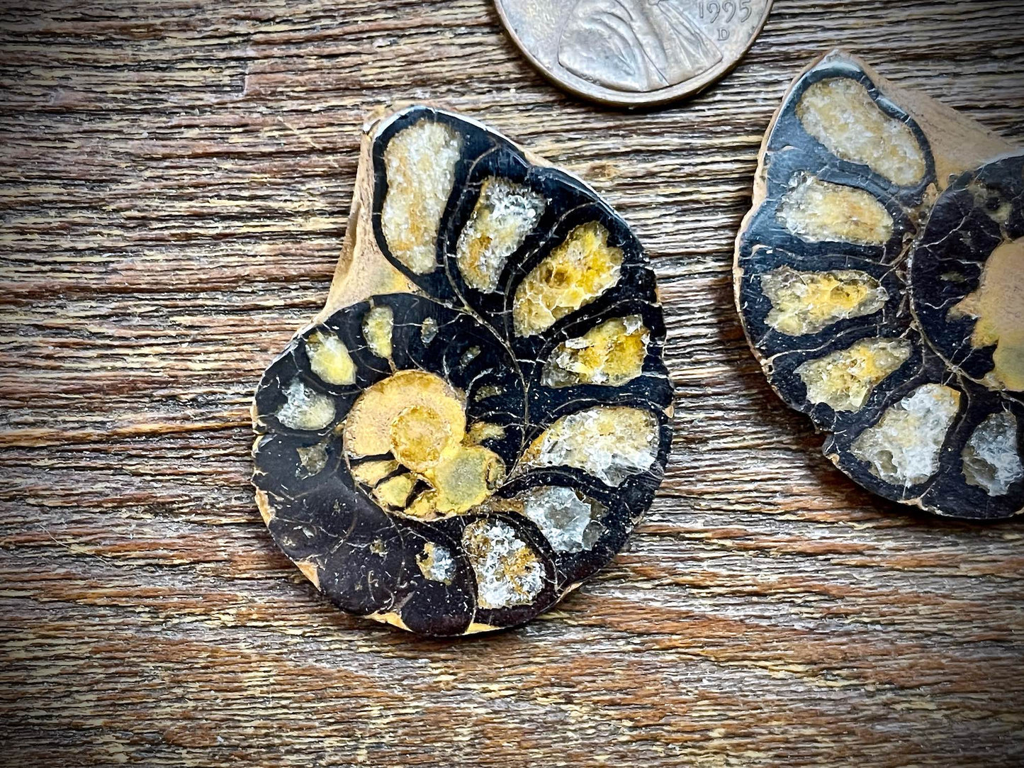 Small Ammonite Specimen/Fossil Pair