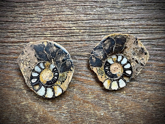 Small Ammonite Specimen/Fossil Pair