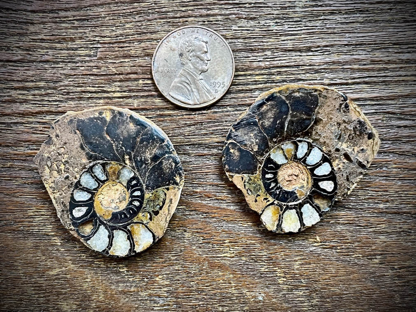 Small Ammonite Specimen/Fossil Pair