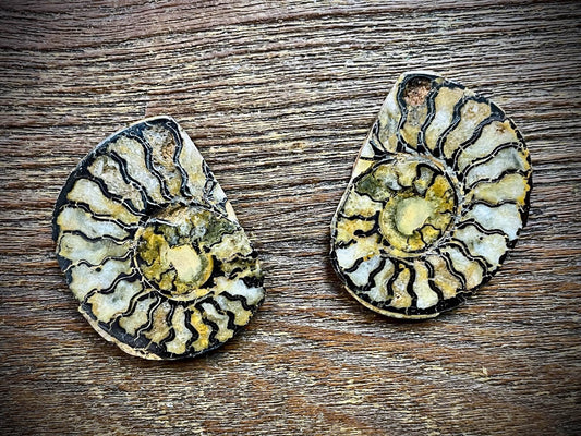 Small Ammonite Specimen/Fossil Pair