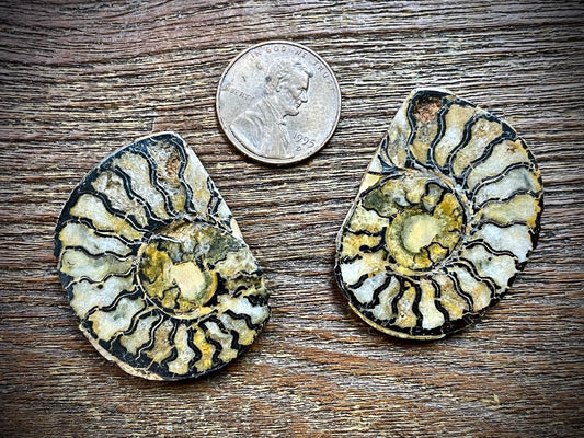Small Ammonite Specimen/Fossil Pair