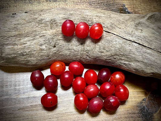 Ethiopian Tomato Glass Trade Bead—13mm x 15mm